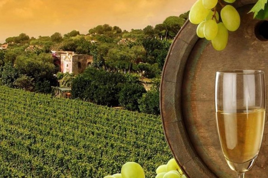A Journey Through India’s Emerging Wine Regions
